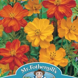 Mr Fothergills - Flower - Cosmos - Klondyke Mixed - 60 Seeds