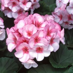 Geranium Horizon F1 Hybrid Star Seeds