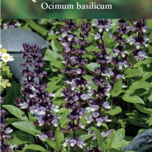 Kings Seeds Basil Queen of Sheba Seeds