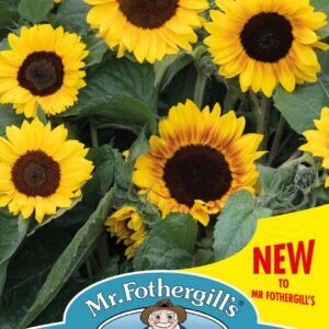 Mr Fothergills - Flower - Sunflower - Mahogany - 20 Seeds
