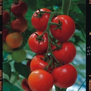 Tomato Shirley F1 Hybrid Seeds