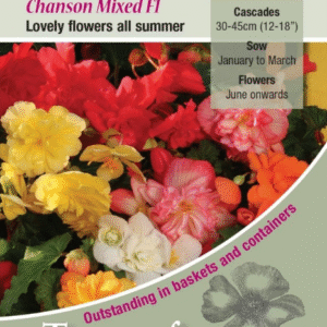 Kings Seeds Begonia Chanson Mixed F1 - 50 Seeds