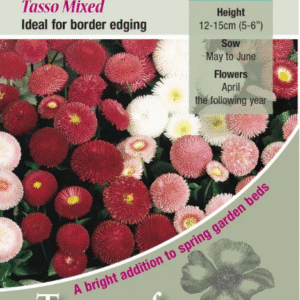 Kings Seeds Bellis Tasso Mixed 100 Seed