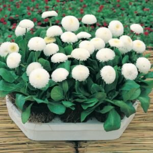 Bellis Perennis Medicis White Seeds