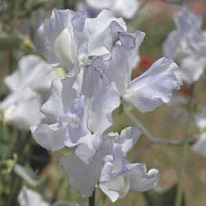 Sweet Pea Betty Maiden Seeds