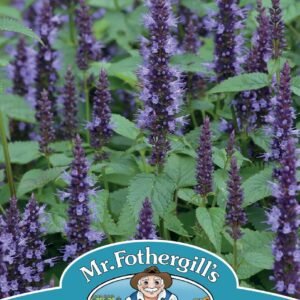 Mr Fothergills - Flower - Agastache - Astello Indigo - 20 Seeds