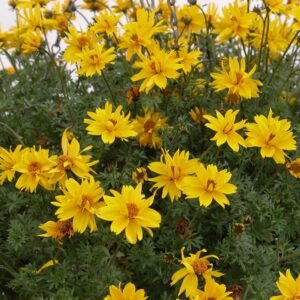 Bidens Gold Nuggets Seeds