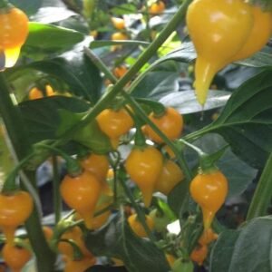 Pepper (Chilli) Biquinho Yellow Seeds