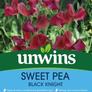 Unwins Flower Sweet Pea Black Knight - 21 Seeds