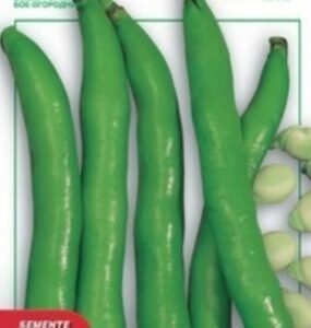 Franchi DBL61/10 Broad Bean Aguadulce Supersimonia Seeds