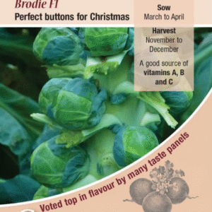 Kings Seeds Brussels Sprout Brodie F1 50 Seeds