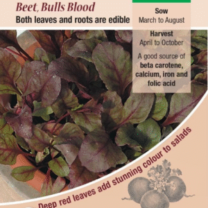 Kings Seeds Salad Leaf Beet Bulls Blood 80 Seeds