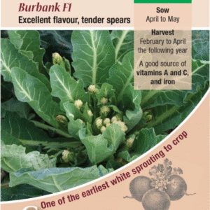 Kings Seeds Broccoli Sprouting Burbank F1 Seeds