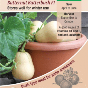 Kings Seeds Squash Winter Butternut Butter Bush F1 - 10 Seeds