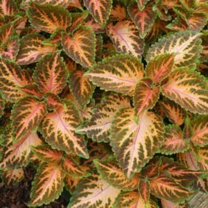 Coleus Wizard Coral Sunrise Seeds