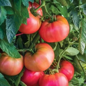 Tomato Rose Crush F1 Hybrid Seed