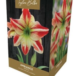 Taylors Amaryllis Bulb Gift Pack Ambiance - Ivory and Red Flowers