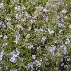 Wild Flower Field Forget Me Not Myosotis Arvensis Seeds
