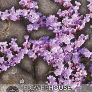 Thompson & Morgan Kew Flower limonium-gmelinii (Siberian Statice) - 50 Seeds
