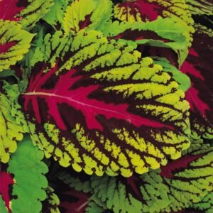 Coleus Kong Scarlet Seeds