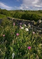 Wild Flower Melancholy Thistle Cirsium heterophyllum Seeds
