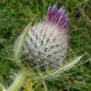 Wild Flower Woolly Thistle Cirsium eriophorum Seeds