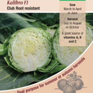 Kings Seeds Cabbage Kalibro F1 30 Seeds