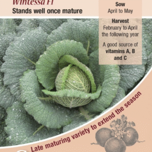 Kings Seeds Cabbage Savoy Wintessa F1 - 100 Seeds