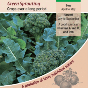 Kings Seeds Calabrese Green Sprouting 600 Seeds