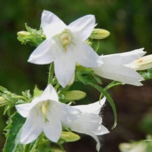 Campanula trachelium Alba Seeds