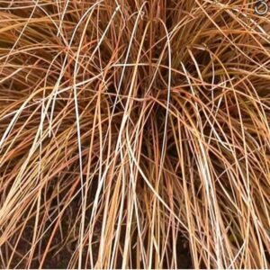 Carex norrowii Pinkie Seeds