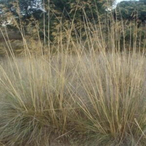 Stipa gigantea Seeds