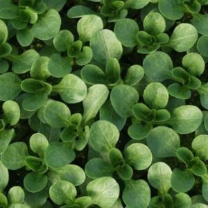 Organic Corn Salad Vit Seeds