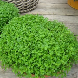 Mentha requienii  Corsican Mint Seeds