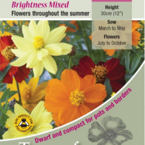 Kings Seeds Cosmos sulphureus Brightness Mixed 100 Seed
