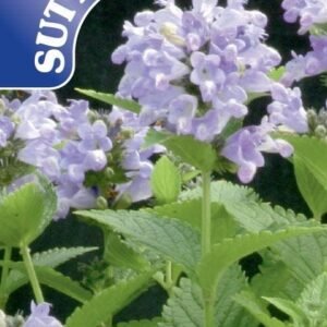 Sutton Seeds - Nepeta Seeds - Blue Panther