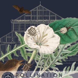 Thompson & Morgan Kew Pollinators Flower Evening Primrose - 500 Seeds