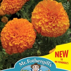 Mr Fothergills - Flower - Marigold (African) - Orange Beast F1 - 30 Seeds