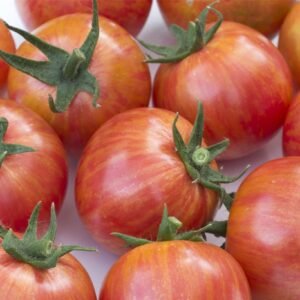 Tomato Artisan Pink Bumble Bee Seeds
