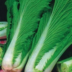 Chinese Cabbage Wong Bok Seeds