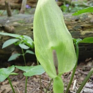 Wild Flower Lord and Ladies Arum maculatum Seeds