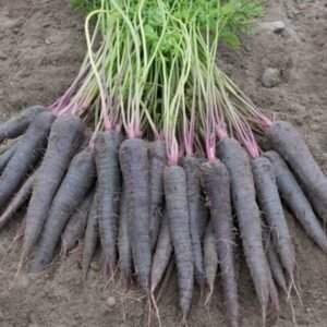 Carrot Deep Purple F1 Hybrid Seed