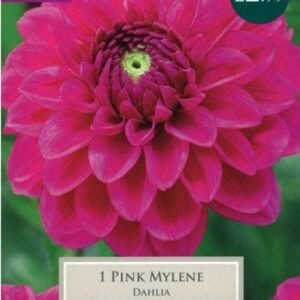 Taylors Dahlia - Pink Mylene -1 Tuber