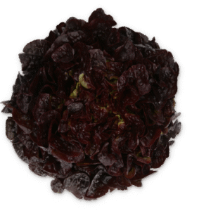 Lettuce Dakarai RZ (83-OA5664) Untreated Seeds