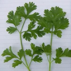 Herb Coriander Lemon Seeds