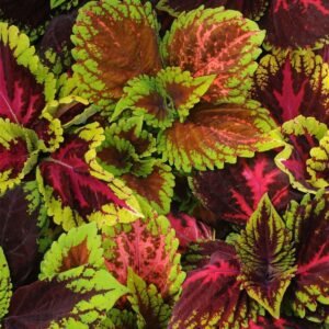 Coleus Kong Empire Mix Seeds