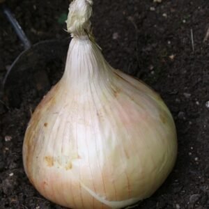 Onion Globo Seeds