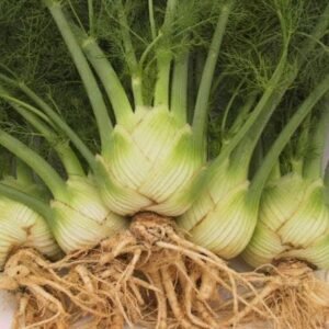 Organic Fennel Zefa Fino Seeds