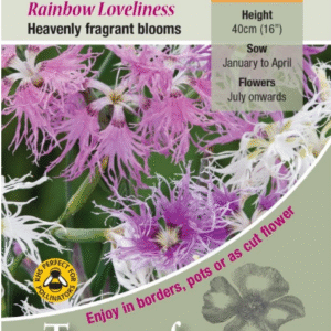 Kings Seeds Dianthus Hybridus Rainbow Loveliness Seeds