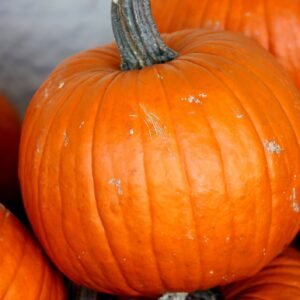 Pumpkin Connecticut Field Seeds